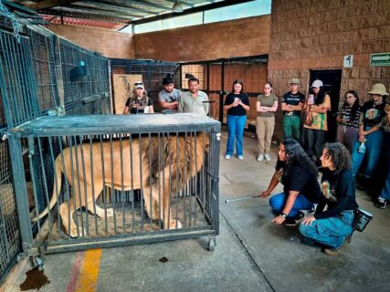 Pachuca avanza en rehabilitación animal: expertos y liberaciones marcan el rumbo