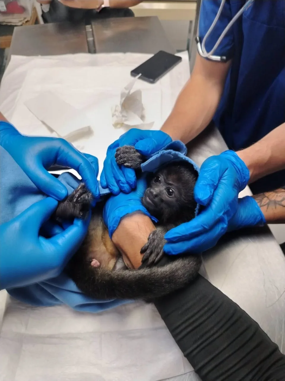 Entregan en Pachuca mono aullador en peligro de extinción; tenencia de esta especie es delito federal