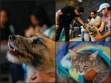 Refuerzan el bienestar animal en Pachuca con miles de atenciones gratuitas