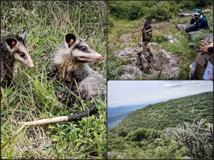 Fauna silvestre rehabilitada en Pachuca regresa a la naturaleza en la Barranca de Metztitlán