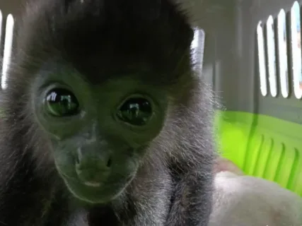 Entregan en Pachuca mono aullador en peligro de extinción; tenencia de esta especie es delito federal