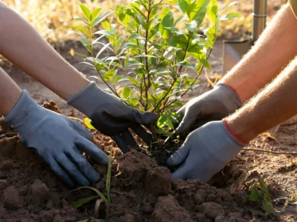 Unen fuerzas contra las islas de calor en Pachuca: sembrarán 700 árboles este viernes